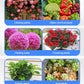 Professional nutrient solution for flowering potted plants