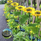 🌻 Realistic & Weatherproof | 2026 Hot Sale Solar Sunflower | IP65 Outdoor Decor